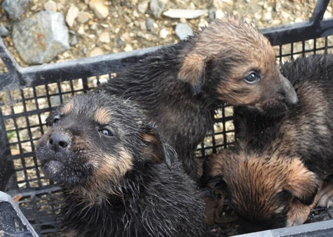 Su tahliye borusuna sıkışan yavru köpekler kurtarıldı